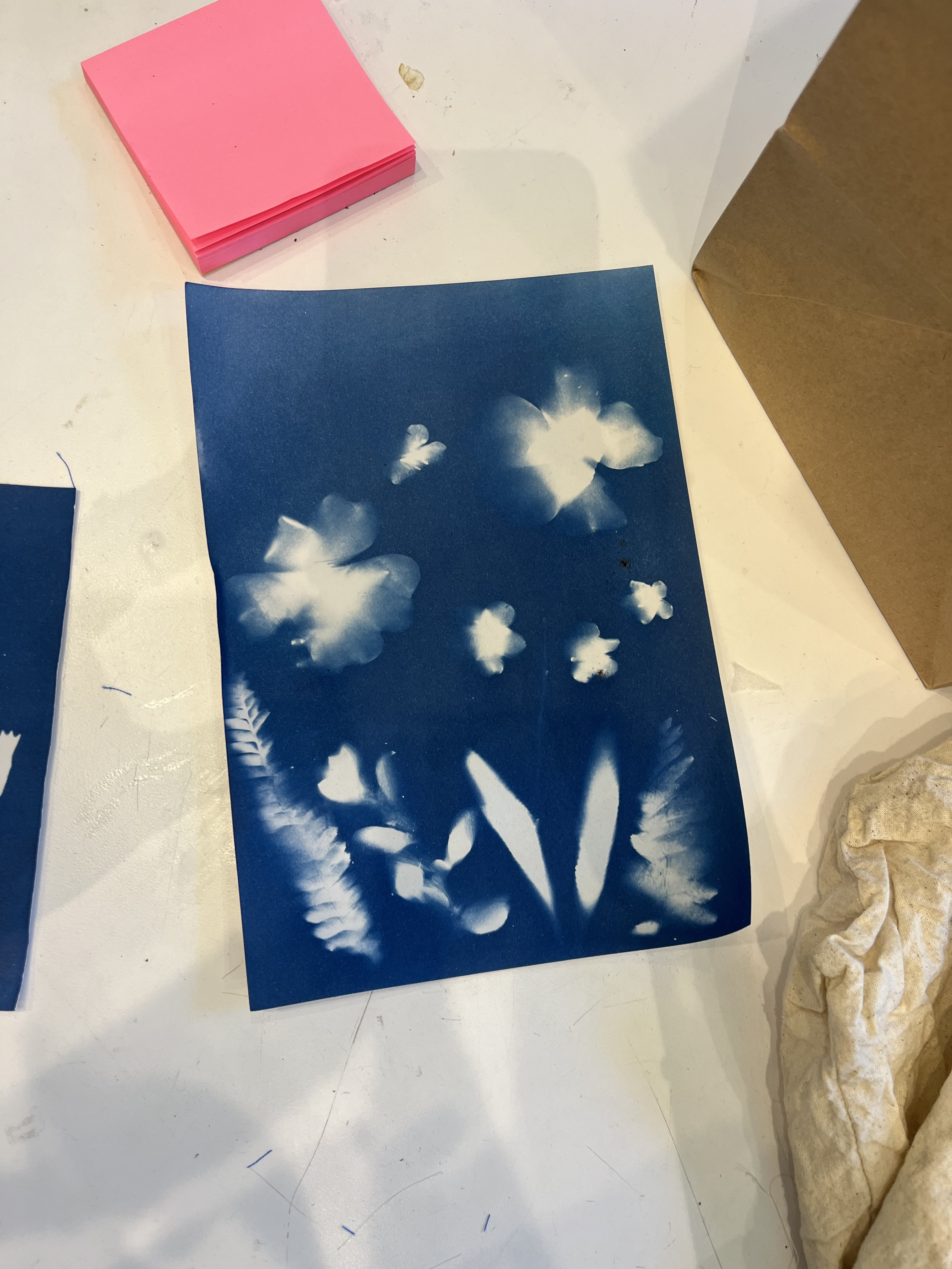 Cyanotype print with botanical silhouettes